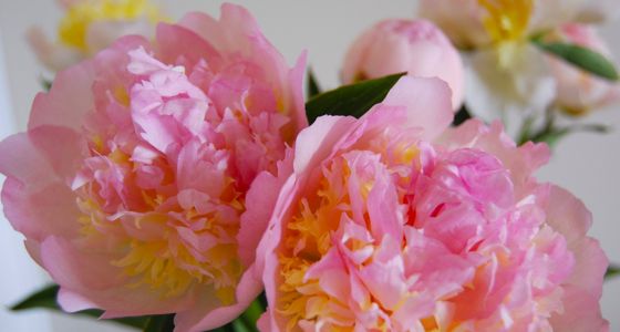 A close-up of pink peony flowers on a stem.